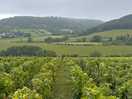 Surrounding vineyards