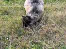Rare breed friendly fluffer