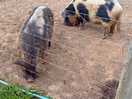 Piggies