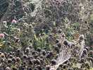 Cobwebs in the meadow
