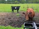 Cows in the field next to us