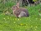 Rabbits