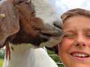 Friendly goats