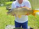 Carp caught in the bottom lake