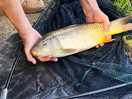 One of the fish i caught