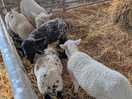 Lamb barn