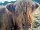 Highland cow :)