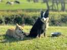 Dogs and scenery