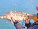 Mirror carp