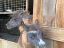 Donkeys