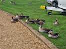 Enten