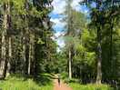 Forest walk