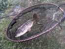 Smallest of the catches.