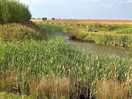Small wildlife lake
