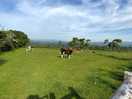 Cows