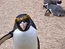 Lovely penguin