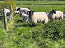 Friendly sheep on way to church