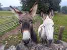 Our breakfast guests