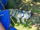 Resting in shade