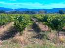 Vines