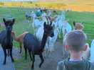 Alpacas