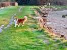 Off lead options