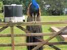 Another peacock