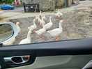 Resident geese