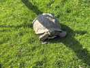 Turtle even there 🌟🌟🌟