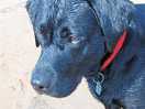 This is digby. he loves the sea at harbour lights site