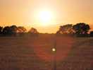 Sunset over the field