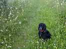 Neighbouring meadows