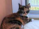 My travelling companion, willow. she went off & found somewhere to hide & sleep on a very hot day!