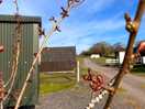 A beautiful spring time location with lambs in the field & only a few other camp