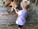 The loveliest little goat ever!