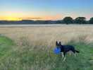 Our dog enjoying the space to run around