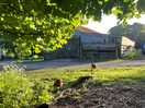 The farm’s chickens