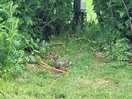 Resident bunny
