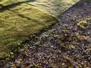 The astroturf.
