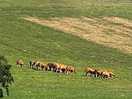 Campagne avec les vaches