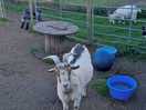 Friendly goat