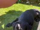 Me and my dog out in the sun