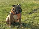Rocko enjoying his freedom on his long line