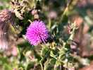 The remnant thistle bloom. taken by sam agnew photography