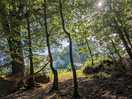 View from the leafy bottom clearing