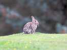 One of the local bunnies
