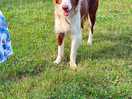 Friendliest dog ever