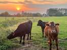 Cows!