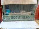 Eggs from the chickens on the farm