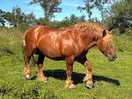 Horse on site